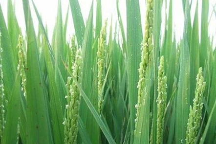 種植水稻，注重水稻三個時期的管理，更有利于水稻創(chuàng)高產(chǎn)？